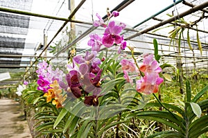 Beautiful orchids in farm