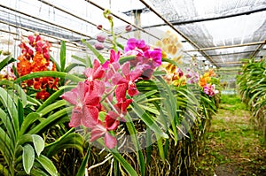 Beautiful orchids in farm