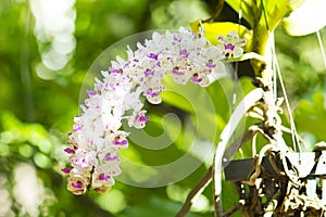 Beautiful orchids flower in garden