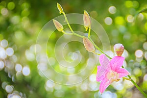Beautiful orchids flower in nature tropical garden. Close up pink white purple orchids in the orchids farm. Bright colored wild