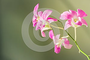 Beautiful orchids flower in nature tropical garden. Close up pink white purple orchids in the orchids farm. Bright colored wild