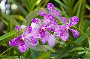 Beautiful Orchids flowers Violet tropical Thailand