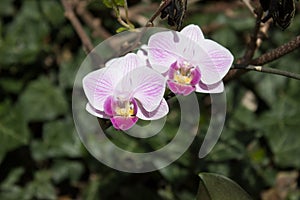 Beautiful orchids in garden