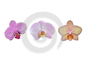 Beautiful orchids isolated