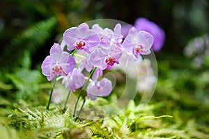 Beautiful orchids in natural environment in Tropical Botanical Garden of the Big Island of Hawaii