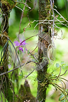 Beautiful orchids in natural environment in Tropical Botanical Garden of the Big Island of Hawaii. Lush tropical vegetation of the