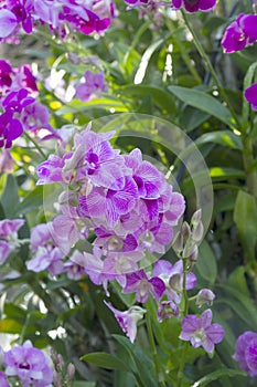 Beautiful orchids at the natural flower garden