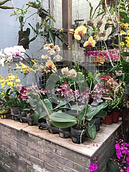 Beautiful orchids selling at flower store