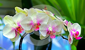 Beautiful orchids