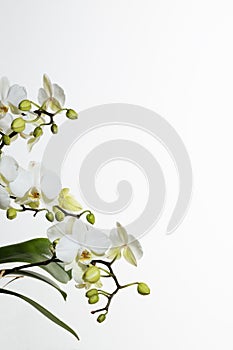 Beautiful orchids on white