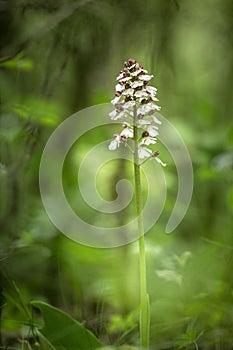 Beautiful Orchis purpurea Lady Orchidd grow in forest with natural background, wallpaper natural closeup macro, postcard beauty