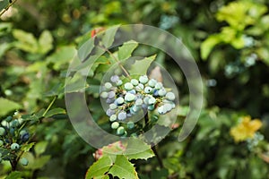 Beautiful oregon grape outdoors on day, closeup