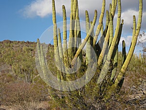 Beautiful Organ Pipe Cactus Landscape Nature Photo