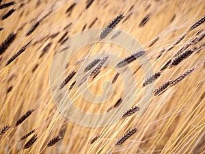 Beautiful organic Einkorn wheat background. Yellow and brown hue