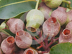 A Closeup Image of Tough Hardy Gumnuts. photo