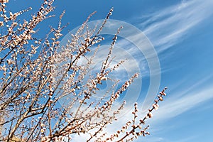 Beautiful organic natural blooming apricot tree branches against blue clear sky background on bright sunny day. Spring blossoming