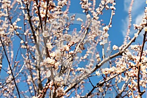 Beautiful organic natural blooming apricot tree branches against blue clear sky background on bright sunny day. Spring
