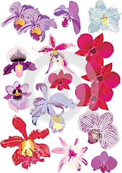 Beautiful orhids