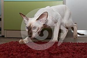 A beautiful oriental cat with blue eyes sneaks cautiously. Siamese oriental breed.