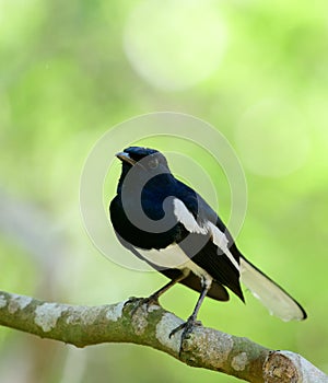 Beautiful Oriental magpie-robin bird Copsychus saularis perched on a tree branch, close up portraiture photographs