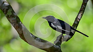 Beautiful Oriental magpie-robin bird Copsychus saularis perched on a tree branch side view