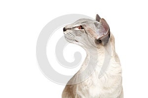 Beautiful oriental siam cat