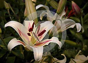 Beautiful Oriental Trumpet Lilium Hybrid
