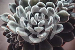 Beautiful ornamental blue succulent with thick fluffy leaves, close-up. Top view of echeveria plant. High quality photo