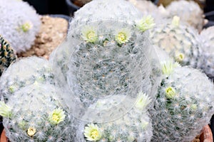 Beautiful ornamental cactus flower in the garden decoration