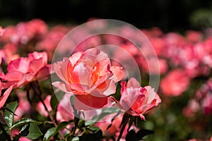 Beautiful ornamental cultivation of a variety of Roses in the Jardin Rosedal de Palermo in Buenos Aires, Argentina. Selective photo