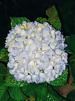 Beautiful ornamental flowers in the garden of Patunggan Krapyak, Yogyakarta