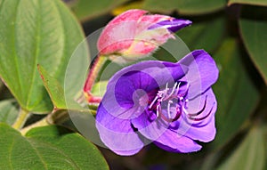 Beautiful ornamental flowers in the kodaikanal chettiar park.