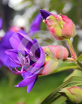 Beautiful ornamental flowers in the kodaikanal chettiar park.