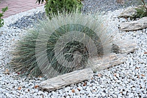 Beautiful ornamental grass in the garden with stones photo