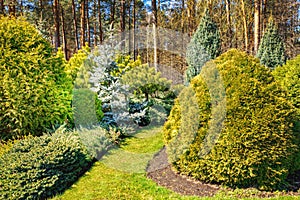 Ornamental landscaped garden with conifers photo