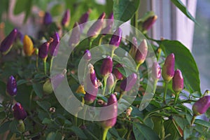 Beautiful ornamental pepper with small peppers. Bright purple fruits of decorative hot pepper