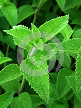 Beautiful ornamental plant, Apple Mint (Mentha Suaveolens)