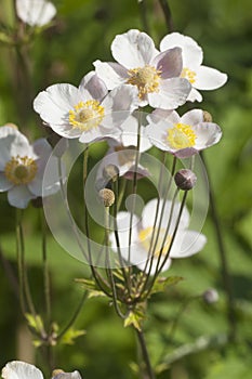 Beautiful ornamental plant Japanese anemone (Anemone hupehensis) flowering