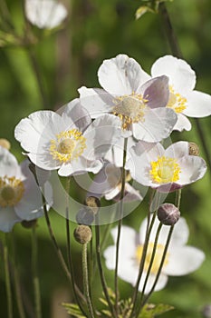 Beautiful ornamental plant Japanese anemone (Anemone hupehensis) flowering