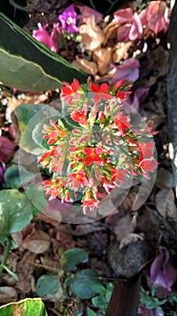 beautiful ornamental plant Kalanchoe blossfeldiana