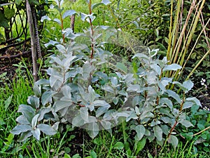 Beautiful ornamental plants in the summer garden. young shrub American silverberry or Wolf-willow.