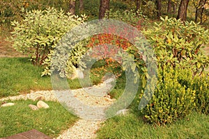 Beautiful ornamental shrubs and pea gravel path in autumn garden