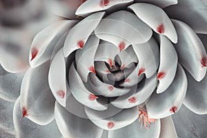 Beautiful ornamental sky-blue succulent with thick funny leaves, close-up. Rosette of Echeveria Parva plant