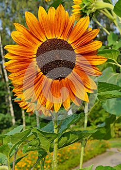 Beautiful ornamental sunflower - Helianthus