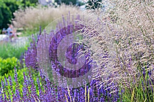 Beautiful ornamental tall grass in the urban landscape on a blurry background