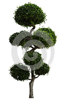 Beautiful ornamental tree, Green topiary tree, Green leaves ornamental plant, big bonsai, Suitable for use in architectural design