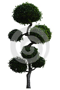 Beautiful ornamental tree, Green topiary tree, Green leaves ornamental plant, big bonsai, Suitable for use in architectural design