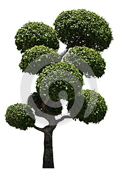 Beautiful ornamental tree, Green topiary tree, Green leaves ornamental plant, big bonsai, Suitable for use in architectural design