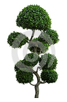 Beautiful ornamental tree, Green topiary tree, Green leaves ornamental plant, big bonsai, Suitable for use in architectural design