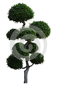 Beautiful ornamental tree, Green topiary tree, Green leaves ornamental plant, big bonsai, Suitable for use in architectural design